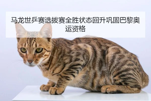 ma-long-shi-ping-sai-xuan-ba-sai-quan-sheng-zhuang-tai-hui-sheng-gong-gu-ba-li-ao-yun-zi-ge-3-686.jpg