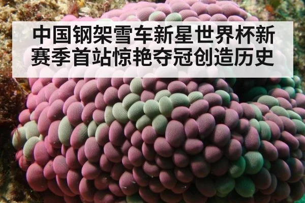中国钢架雪车新星世界杯新赛季首站惊艳夺冠创造历史